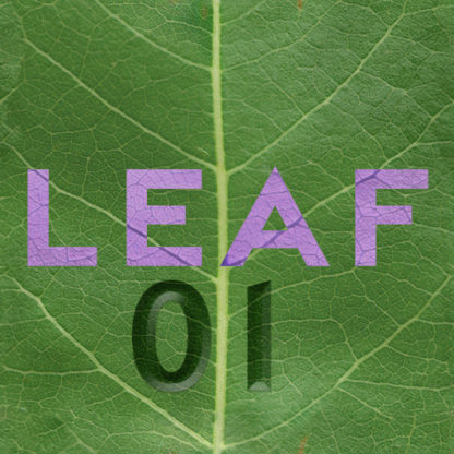 leaf 01